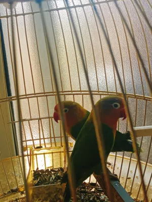 جوز فيشر مع قفص ذهبي للبيع