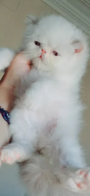 kitten Himalayan female 50 days used litter box