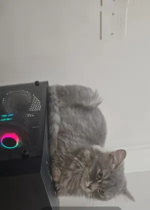 year old persian female cat. took 2 vaccinations and needs one more shes perfectly healthy, playful,