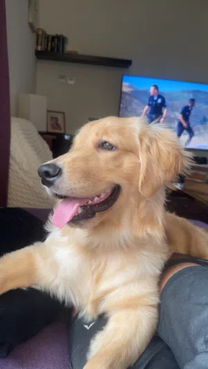 1 Year Old Female Golden Retriever – Looking for Loving Home
