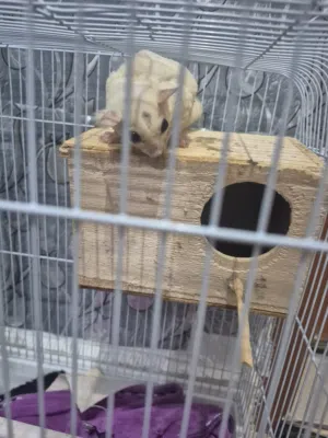 شوقر قلايدر/sugar glider