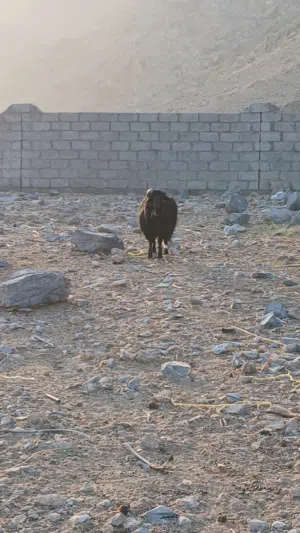 للبيع كبش عماني أصل