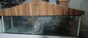 نهايته 80 دينار حوض سمك بلدي للبيع المستعجل