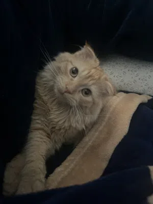 قط للتبني سكوتش/ Cat for adoption Scottish