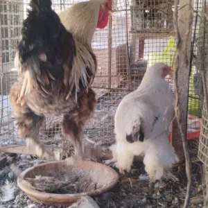 دجاج برهما العملاق
