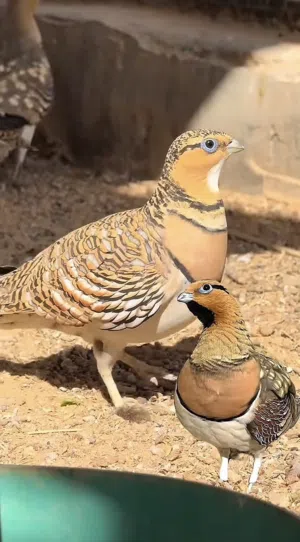 قطا عراقي.