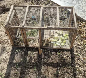 اربع ارانب للبيع مع القفص