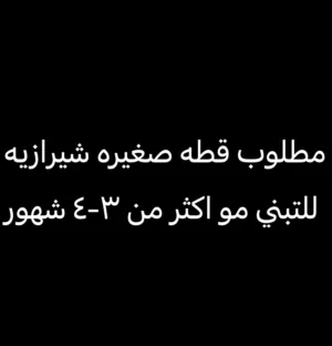 مطلوب قطه للتبني