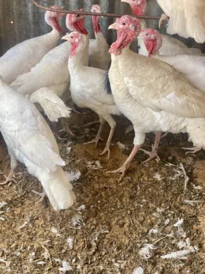 يوجد دكرومي ربي يبارك