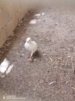 طيور حجل ابيض ذكر
