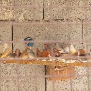 زيبرة غليظه