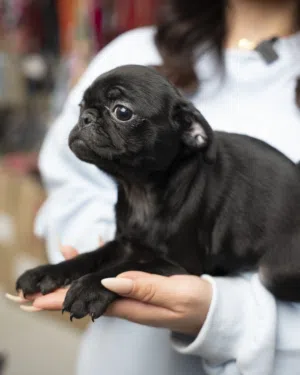 جراء بج مستوى عالي ذكور واناث شامل اللقاحات اللازمه وجرعه الدود ومايكروشيب