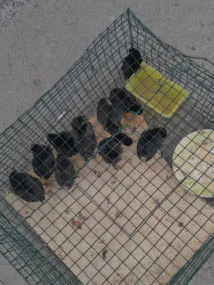 Chicken, pigeone, duck baby for sale