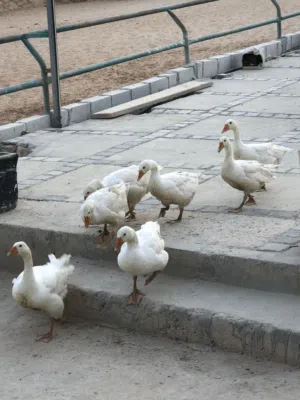 اوز للبيع ذكر وانثى واولادهم