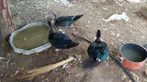 بط ذكور للذبح او تربيه بعمر مناسب للذبح