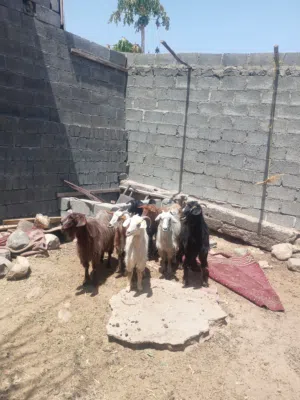 مجموعة أغنام للبيع بالجمله فقط