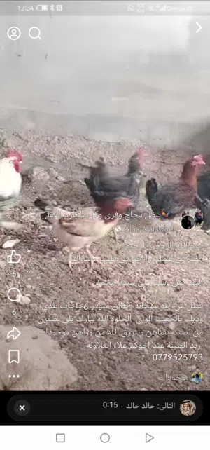 6شعاري وجدي للبيع وحدة والده تب نظافة