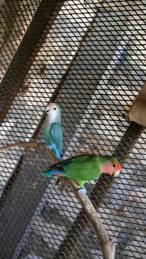 كوبية بركديلو روز ربي يبارك