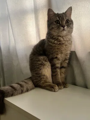 قط اسكوتلندي