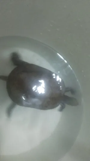 ‏سلاحف‏4