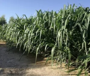 حشيش بونيكام اخضر