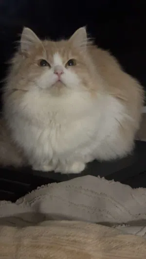 قط ذكر شيرازي بيور للبيع