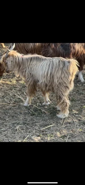 ماشاء الله ينفع تربيه او للذبح