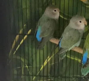 Love birds