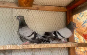 ارافل للبيع