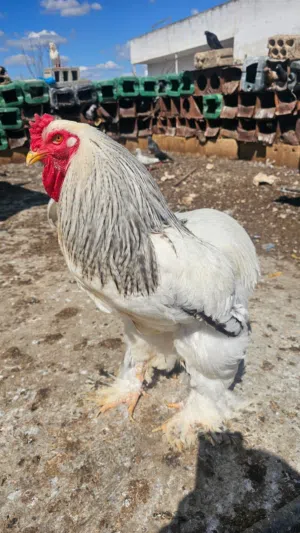 ديك كولومبي تركي نخب اول