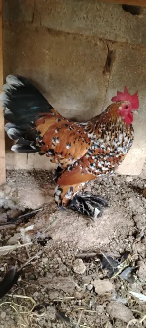 دجاج زهره الفول