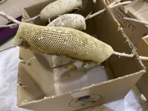 عسل سدر ابو طويق اصلي وليس تربيه