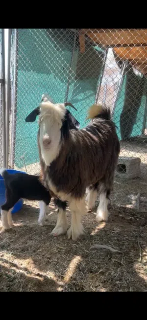 لبيع شاه من حلال الرحوب