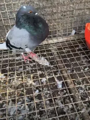 حمام نفاخ زوج