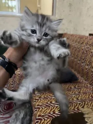 قط شيرازي عدد 2 ذكر وانثى