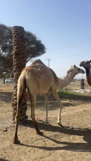 للبيع بكره حجه مامآدوبه تصلح لانتاج   ابوها شاهين الدغاش  وامها بنت صوغان شوف الفيديو موجود ف الصفحه