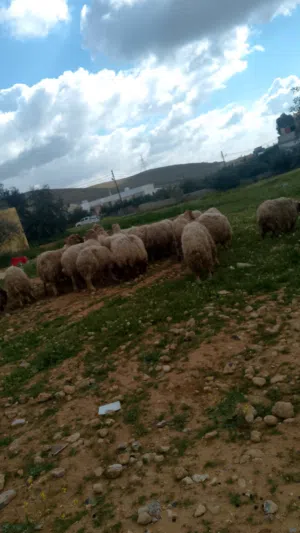 ذبائح بلدي عقاىق نذر مناسبات أضاحي