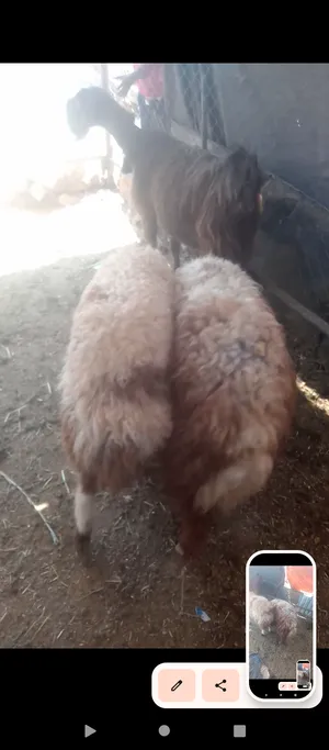 ‏غنم‏2