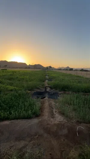 Farm Land for Sale in Buraimi Mahdah