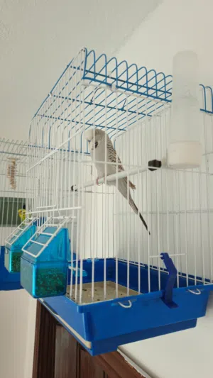 عصافير حب ه