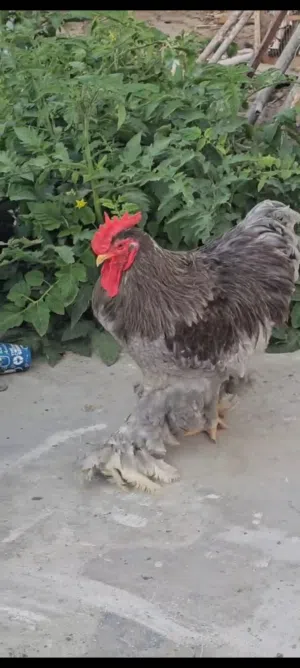 Brahma chicken