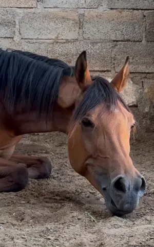فرس عربية سلالة جمال