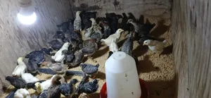 Chickens3