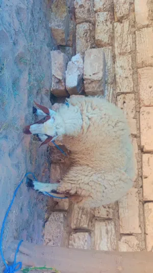 فطيمه للبيع اقراء الوصف