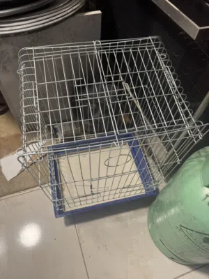 اقفاص عصافير