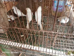 للبيع طيور كناري لون ابيض نقي وصافي  احجام مميزه