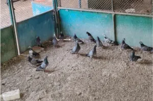 حمام للبيع 10 درهم.......