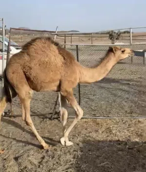 قعدان للبيع
