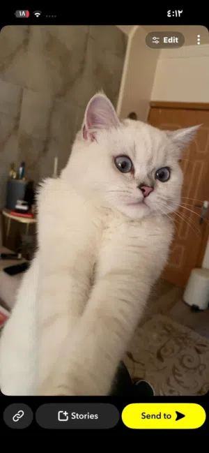 للبيع ذكر British Shorthair طالب تزاوج