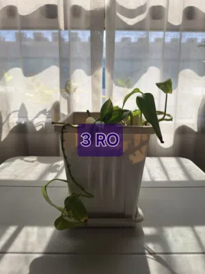 Indoor Plants